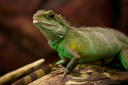 Green iguana portraitの写真素材