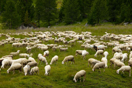 Sheep grazing on a fieldの写真素材