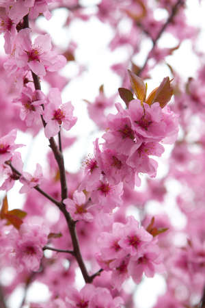 Spring flowers on tree branchesの写真素材