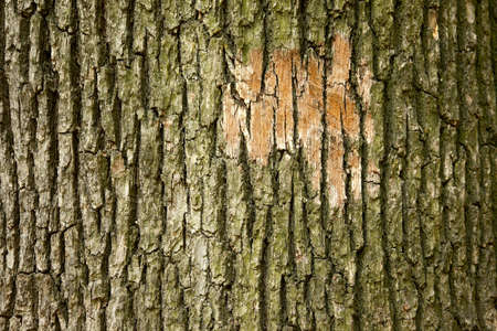 Old tree bark texture closeupの写真素材