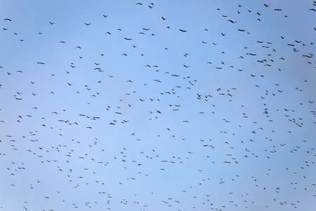 Many crows flying in the skyの写真素材