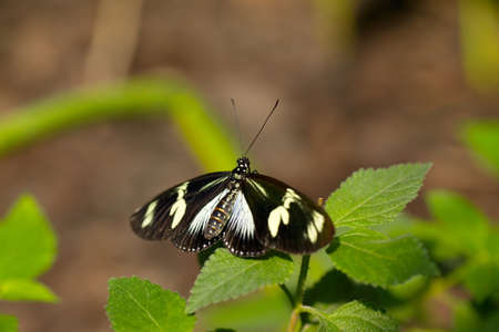 Butterfly resting on green leavesの写真素材