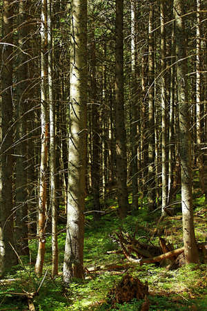 Forest detail with huge treesの写真素材