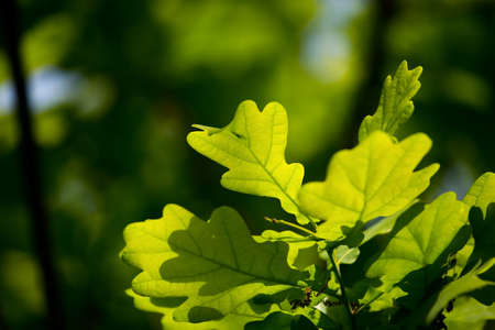 Green leaves in springの写真素材