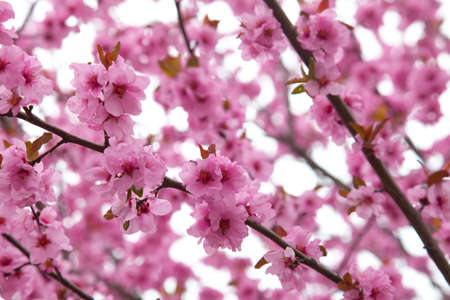 Spring flowers of a treeの写真素材