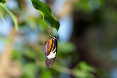 Butterfly hanging on a leafの写真素材