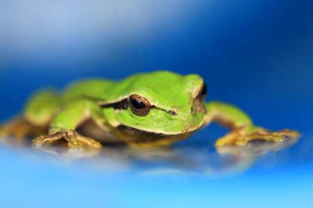 Green european tree frog on smooth blue backgroundの写真素材