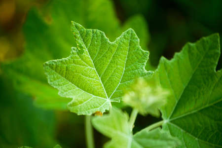Green leaf backgroundの写真素材
