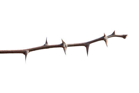 Thorn isolated on white backgroundの写真素材