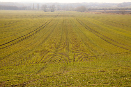 Agricultural field in sunset lightの写真素材