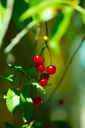 Fresh cherry closeup on a treeの写真素材