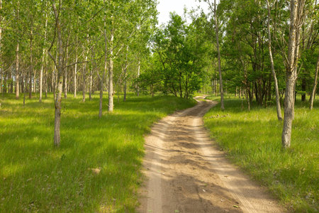 Dirt road leading into a fresh green forest