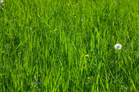 Fresh green grass backgroundの写真素材