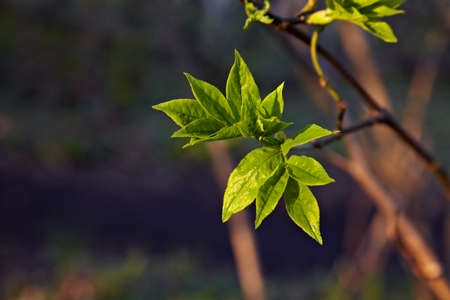 New leaves emerging from buds in springの写真素材