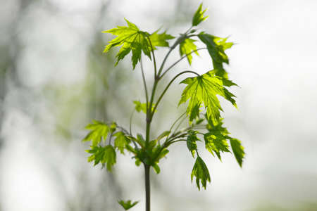 Growing green plantの写真素材