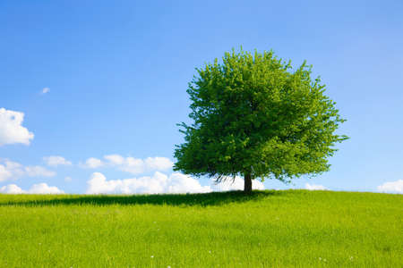 Green tree on a meadow with blue skyの写真素材