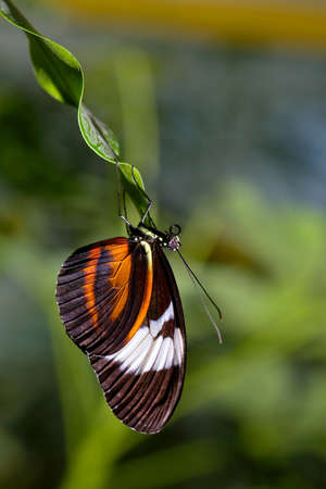 Butterfly hanging on a leafの写真素材