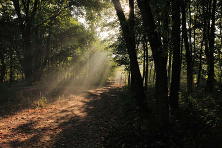 Sunlight rays in a forest の写真素材