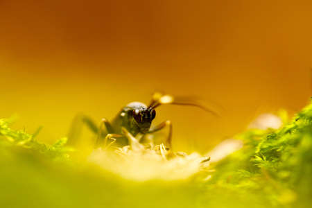 Small insect macro between plantsの写真素材