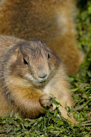 Prairie dog eating closeupの写真素材