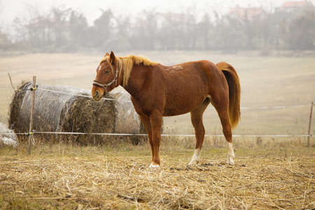 Horse on a field in autumnの写真素材