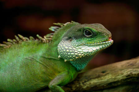 Green iguana closeup with dark backgroundの写真素材