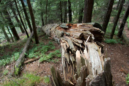 Closeup of the trunk of a fallen treeの写真素材