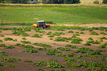Agricultural field with growing plantsの写真素材