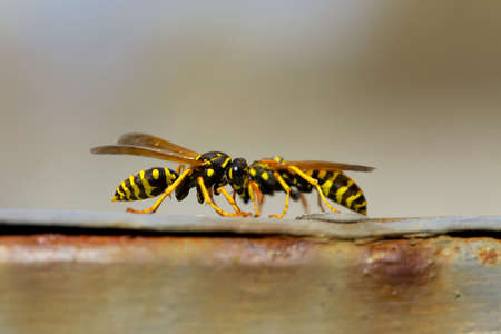 Two bees on a fenceの写真素材