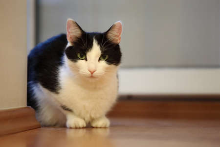 Cat on the floor watching attentivelyの写真素材