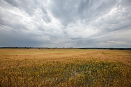 Agricultural field in cloudy, overcast weather