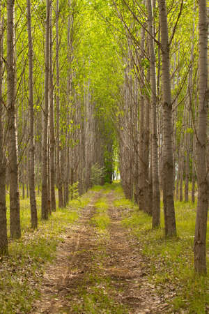 Path leading through a forestの写真素材