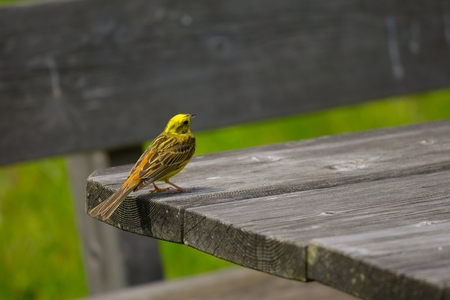 Small Bird (serinus serinus) in the gardenの写真素材