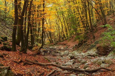 Forest with colorful autumn leavesの写真素材