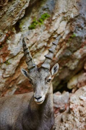 Alpine Ibex closeup in the mountainsの写真素材