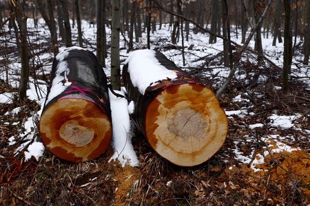 Big logs in a winter forestの写真素材