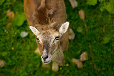 Young deer lookig upwards curiouslyの写真素材
