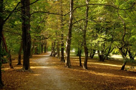 Forest with colorful autumn leavesの写真素材