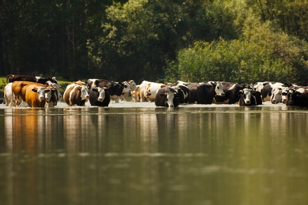 Cow grazing on a green fieldの写真素材