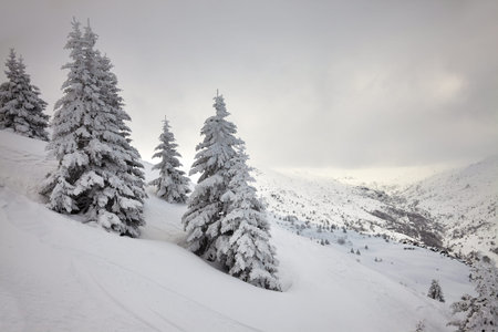 Forest in winter covered by snow
