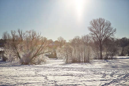 Winter trees in the parkの写真素材