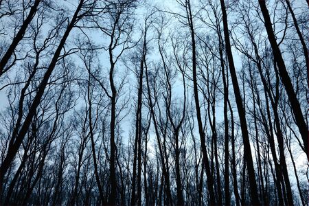 Bare trees of an autumn forestの写真素材