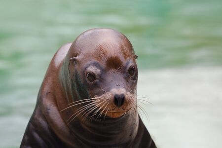 Seal coseup with wet furの写真素材