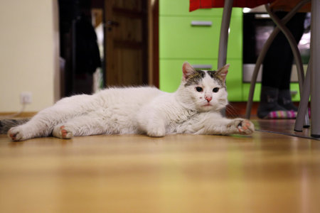 Cat laying on the floorの写真素材