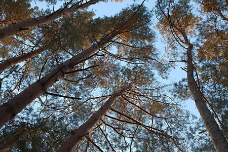 Forest detail with tall pine treesの写真素材