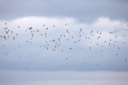 Flock of seagulls flying in the sky