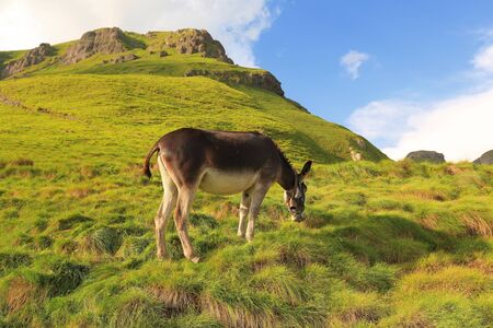 Grazing donkey on an alpine fieldの写真素材
