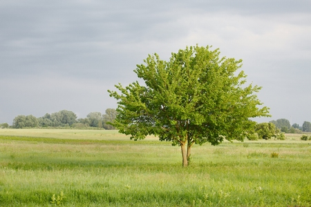 Lonely tree growing on a fieldの写真素材