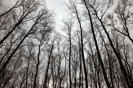 Bare trees of an autumn forestの写真素材