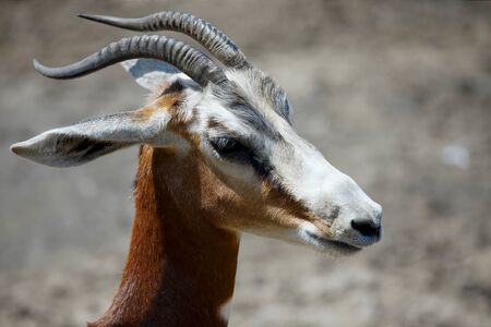 Antilope close up portrait imageの写真素材